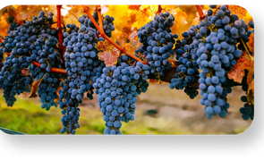 cabernet
