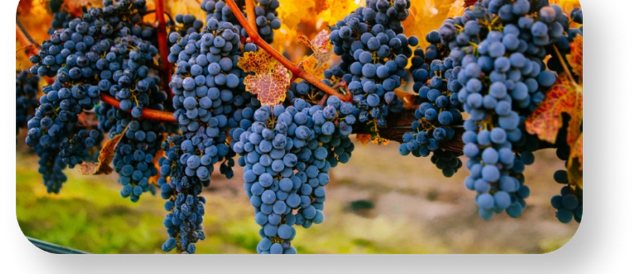 Cabernet Sauvignon: Origem, Características e Melhores Rótulos Cabernet Sauvignon: Origem, Características e Melhores Rótulos