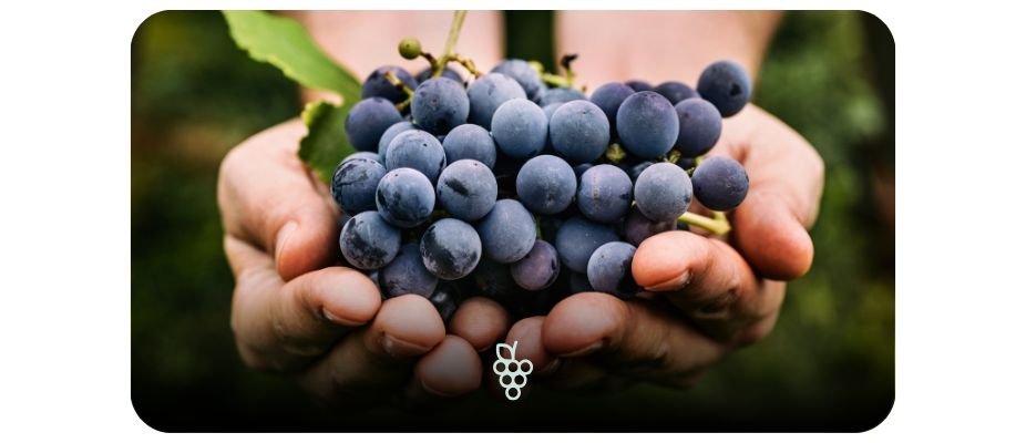 Vinhos Orgânicos: Um Brinde ao Sabor e à Sustentabilidade Vinhos Orgânicos: Um Brinde ao Sabor e à Sustentabilidade