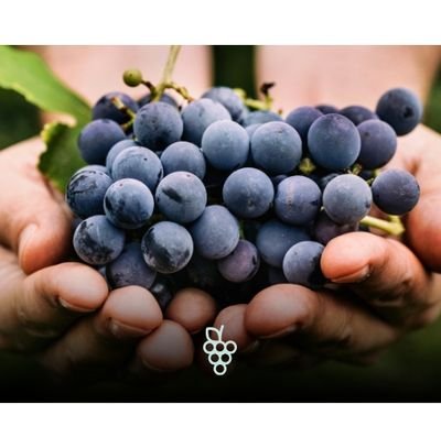 Mãos segurando cachos de uvas roxas recém-colhidas, com folhas verdes ao fundo.