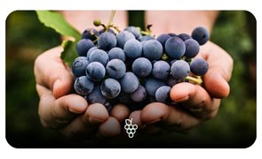 Mãos segurando cachos de uvas roxas recém-colhidas, com folhas verdes ao fundo.