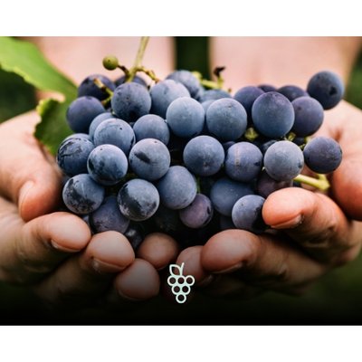 Mãos segurando cachos de uvas roxas recém-colhidas, com folhas verdes ao fundo.