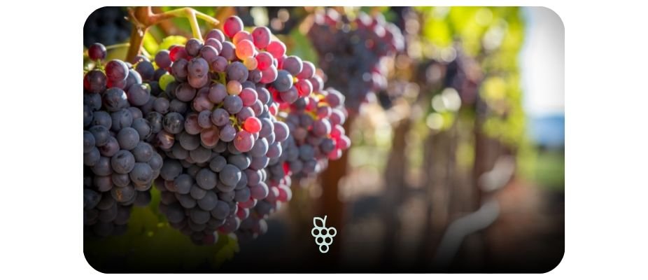 Vinhos que Contam Histórias: Uvas Icônicas de Cada País
