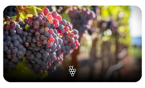 Cachos de uvas roxas maduras em vinhedo iluminado pelo sol.