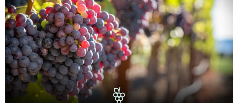 Vinhos que Contam Histórias: Uvas Icônicas de Cada País