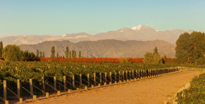 imagens internas blog - vin&iacute;cola luigi bosca