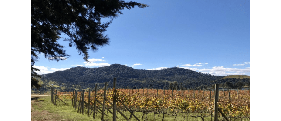 Melhores Marcas de Vinho no Brasil: Como Escolher por Uva e Ocasião Melhores Marcas de Vinho no Brasil: Como Escolher por Uva e Ocasião