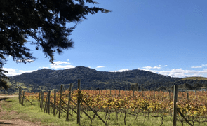 melhores marcas de vinho no brasil